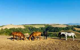 Auch die Pferde genießen die schöne Landschaft